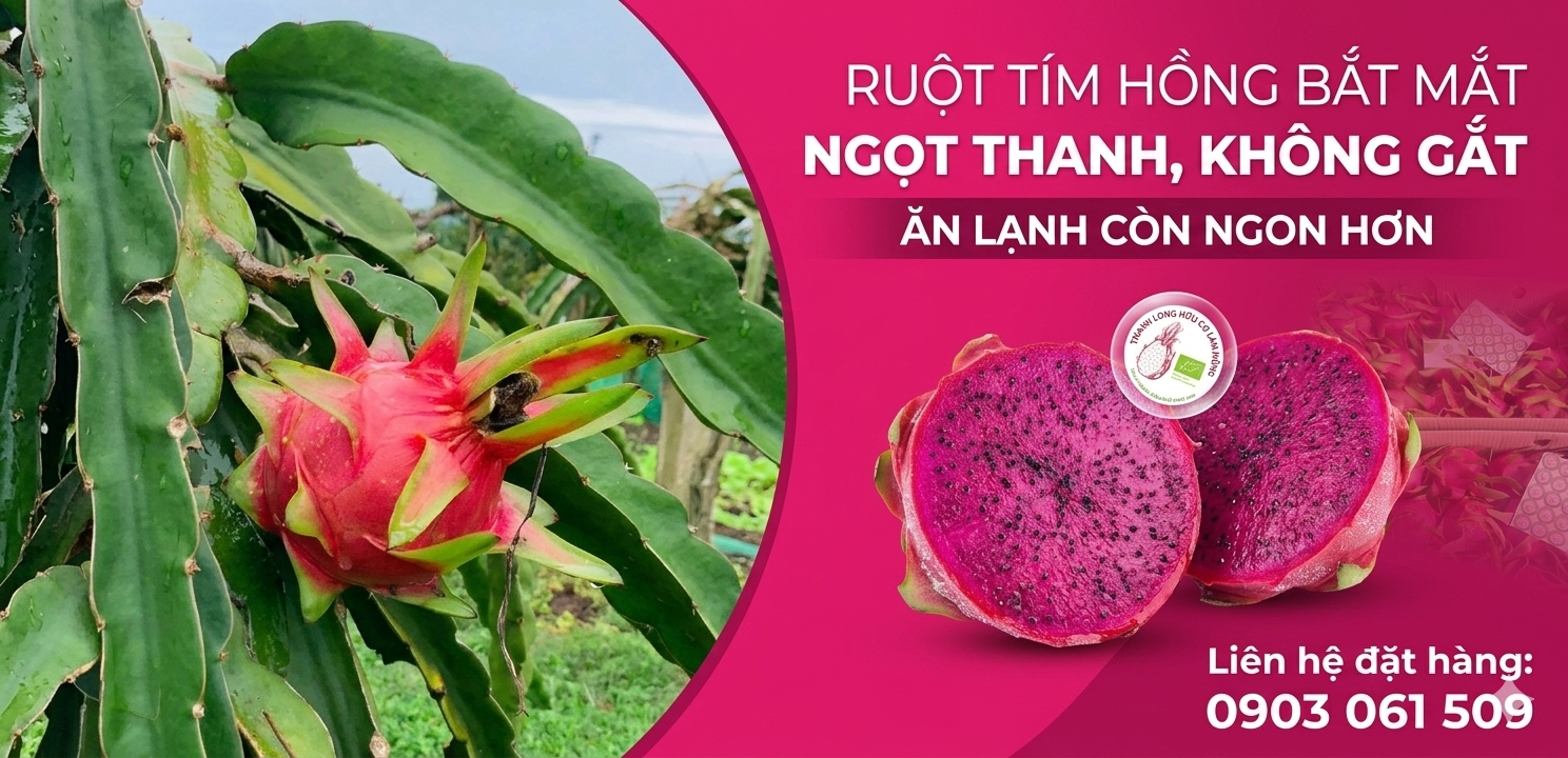 thanh long ruột đỏ hữu cơ